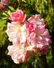 Coral Glow rose photo