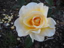 Faith rose photo
