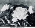 Mary Woodbury Shaylor peony photo