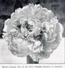 Walter Faxon peony photo