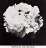 Boule de Neige peony photo