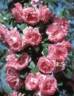 Tip Top, Cl. rose photo