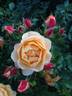 Lizzy rose photo
