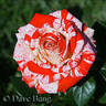 Dreamsicle ™ rose photo