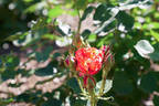 Typhoon rose photo