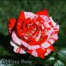 Dreamsicle ™ rose photo