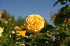 Golden Girls rose photo