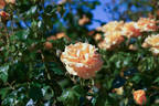 Golden Years rose photo