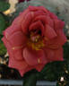 Fantan rose photo
