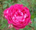 Malton rose photo