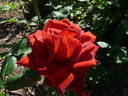 George rose photo