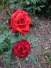 George rose photo