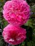 Roy McAllister rose photo