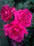Otto de Jager rose photo