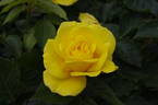 Belle Blonde rose photo