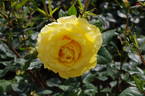 Princess Alice rose photo