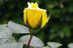King's Ransom rose photo