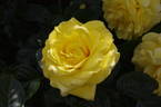 Honeymoon rose photo