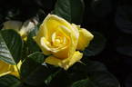 Honeymoon rose photo