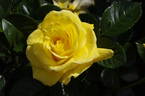 Honeymoon rose photo