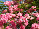 Perle vom Wienerwald rose photo