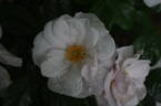 Pearl Drift rose photo