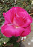 Gary Player rose photo