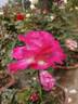 Gary Player rose photo