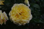 Grosvenor House rose photo