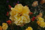 Autumn Sunset rose photo