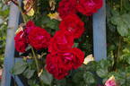 Attleborough rose photo