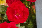 Attleborough rose photo