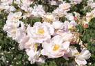 Claus Groth rose photo