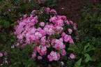 Pink Bells ® rose photo