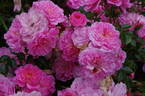 Pink Bells ® rose photo