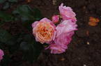 Pinocchio rose photo