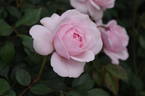 Our Beth rose photo