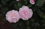Our Beth rose photo