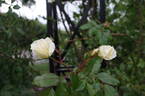 Notre Dame de Calais rose photo