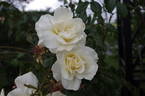 Notre Dame de Calais rose photo