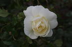 Notre Dame de Calais rose photo