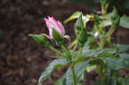 Pearl Drift rose photo