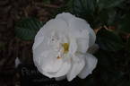 Pearl Drift rose photo