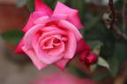 Bahurupi rose photo