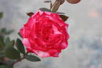 Bahurupi rose photo