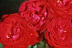 Centurio ® rose photo