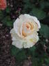 Mount Aorangi rose photo