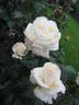 Mount Aorangi rose photo