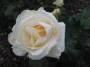 Mount Aorangi rose photo