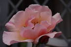 Meg rose photo